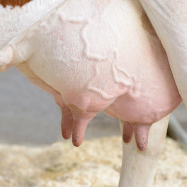 Allimax Bolus tegen ontstekingen
