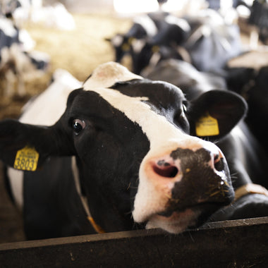 Lever Booster Easy Farming - Easy Farming