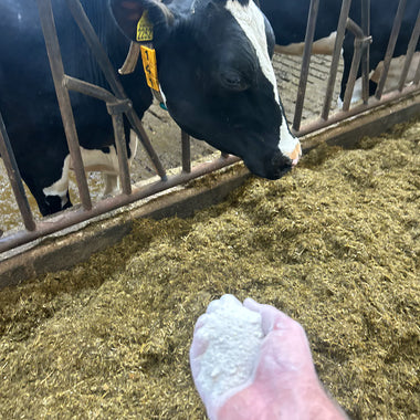 Custom mineral supplement from Easy Farming, showcasing a variety of mineral powders in a natural setting for tailored animal nutrition.